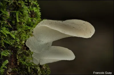 Ce champignon mesure entre 2,5 et 7 cm en surplomb et de 2 à 5 cm de largeur. Il a une chair translucide et tremblante, avec des aiguillons courts et coniques sur la face inférieure. Il est saprotrophe et pousse sur du bois très décomposé de conifères, surtout d'épinettes. Sa texture est caoutchouteuse. Quel est son nom ?