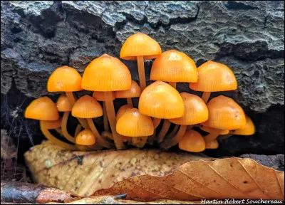 Cette espèce a des basidiomes complètement orangés, avec une couleur vive qui se remarque bien. Son chapeau est collant au toucher et ses lames sont marginées d'orangé. Elle pousse surtout sur du bois de feuillus. Son latex laisse une trace orangée sur les doigts, ce qui permet de l'identifier facilement. Quel est son nom ?