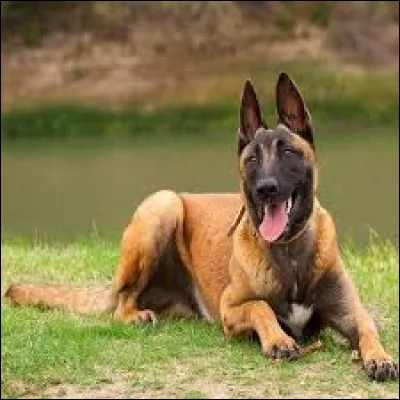 M - De quel pays la race du Malinois est-elle originaire ?