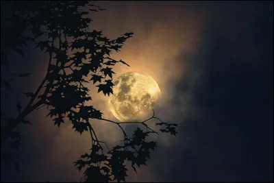 4- Je suis un aile de Nuit très taquineur, surtout avec ma reine, la meilleure de tous les temps. Je me suis aussi autoproclamé son garde du corps. Qui-suis je ?