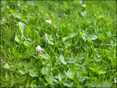 De quelle couleur est lherbe ?