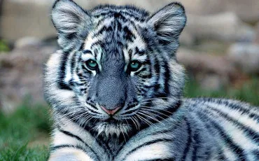 Quiz Animaux