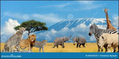 Quel est ton animal pr&eacute;f&eacute;r&eacute; ? (Suite)