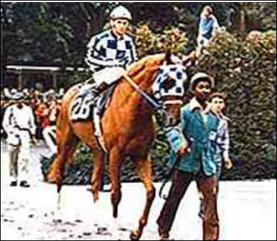 Quel cheval est-ce ?