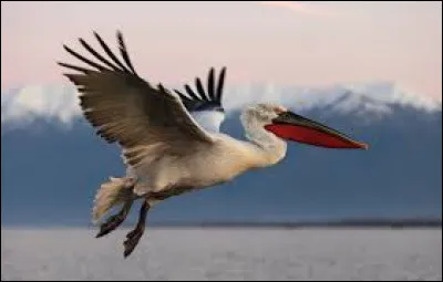 Quel est le nom de cet oiseau marin ?