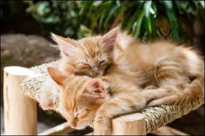 Un célèbre proverbe dit : "La nuit, tous les chats sont roux".