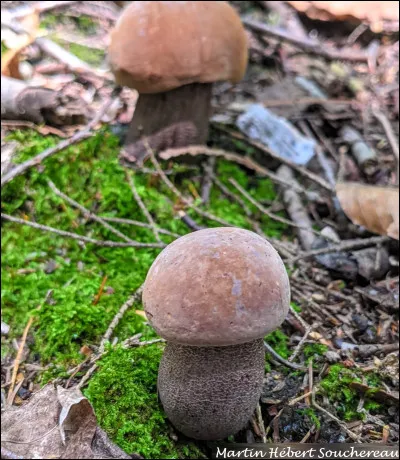 Ce bolet est toxique. Il possède un chapeau brun violacé à brun pourpré et une face poroïde brunâtre. Son pied est couvert de petites écailles brun pourpré à brun-gris. Ce champignon est mycorhizien et pousse sur le sol sous des feuillus et des conifères. Sa chair vire au brun rougeâtre puis au brun violacé lorsqu'elle est coupée. Il fait partie des bolets les plus imposants du Québec. C'est le :