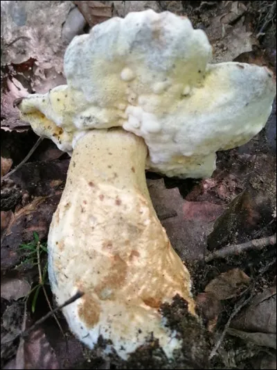 Quelle est la dermatose (Hypomyces) qui se retrouve sur ce bolet ?