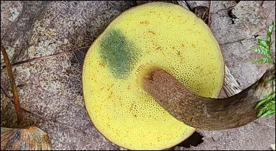 Ce bolet pousse presque toujours sur du bois en décomposition. Son chapeau est brun foncé ou brun rougeâtre, sans nuance olivâtre. Sa face poroïde, jaune, devient bleue au froissement et son pied, jaunâtre-brunâtre, est couvert de petites squamules noirâtres. Il a une odeur et une saveur indistinctes. Sa chair bleuit à la coupe, surtout au dessus de la couche de tubes. C'est le :