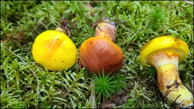 Il a un chapeau de 5 à 13 cm de diamètre, visqueux, allant du jaune orangé au brun rougeâtre et parfois même jaune. Sa face poroïde, jaunâtre, brunit au froissement. Son pied a un anneau glutineux. Il pousse sur sol, sous les mélèzes. C'est le :