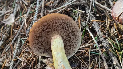 Son chapeau présente une texture visqueuse, recouvert d'une fine couche de gluten brun foncé. Sa surface poreuse est initialement de couleur crème, puis devient grisâtre-brunâtre et prend une teinte brunâtre-grisâtre lorsqu'elle est froissée. Ce bolet possède un voile partiel. Il est mycorhizien sur sol, sous mélèzes. C'est le :