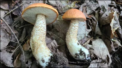 Remarquez les rugosités brun-rougeâtre sur le pied. Il est entouré de peupliers faux-trembles. C'est le :