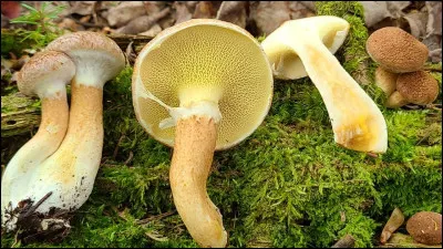 Ce bolet a un chapeau sec, méchuleux, de couleur brunâtre, avec une face poroïde jaune puis olivâtre et est immuable au froissement. Son pied devient rapidement creux. Il a un voile partiel laissant un petit anneau ou une zone annuliforme sur le pied. Il pousse sous les mélèzes. C'est le :