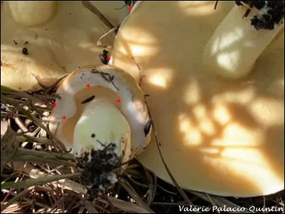 Ce bolet pousse sous les pins. Il a un chapeau visqueux, dont la marge est bordée d'une courte membrane cotonneuse blanchâtre, visible au début. Cette membrane n'est jamais attachée au pied, ce qui signifie qu'il ne s'agit pas d'un véritable voile partiel. Sa face poroïde est beige à jaune pâle, puis devient brune avec l'âge, restant inchangée au froissement. C'est le :