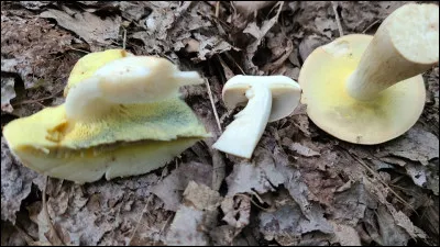 Ce bolet pousse sous les chênes et les hêtres, sur des sols bien drainés. Son chapeau est souvent crème-grisâtre et parfois rosé-saumoné lorsqu'il est frais. Sa face poroïde est blanchâtre et immuable lorsqu'il est jeune. Elle devient jaune, puis jaune olivacé avec l'âge et commence à bleuir lorsqu'elle est froissée. C'est le :