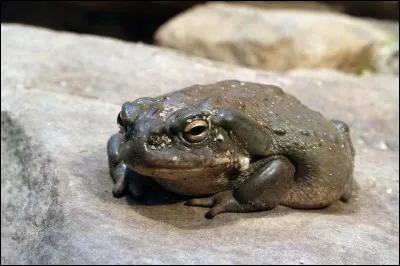 Comment s'appelle le crapaud de Neville Londubat ?