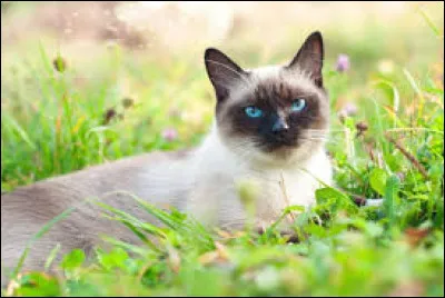 Quel célèbre chanteur français a une passion pour les chats ?