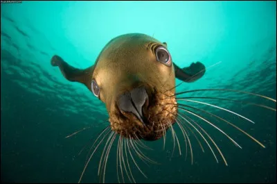 O comme otarie. Combien pèse une otarie femelle adulte (en moyenne) ?