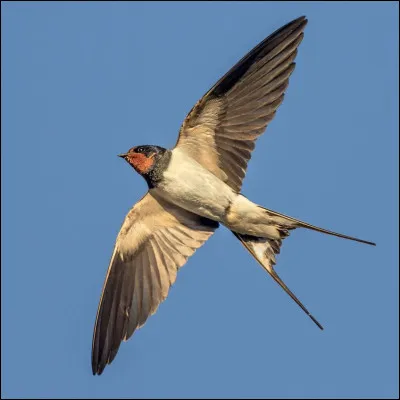 H comme hirondelle. Où est son nid ?