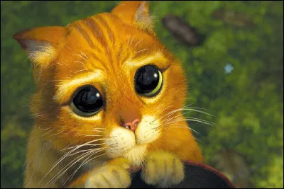 Tu dors tranquille mais dans ton sommeil tu te lèves ; c'est là que ton chat s'étant blessé les coussinets saigne, que fais-tu ?