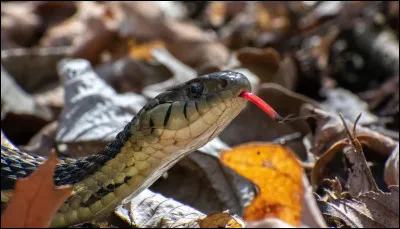 Tu te balades en forêt dans la nature et tu croises un serpent.
Quelle est ta réaction ?
