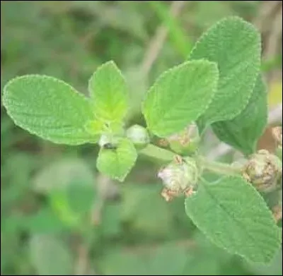 Le piestron &eacute;tait un instrument qui servait &agrave;...