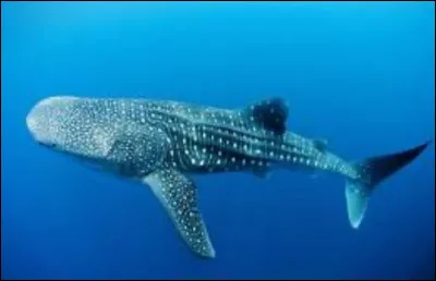 Jusquà quel âge un requin baleine peut-il vivre ?