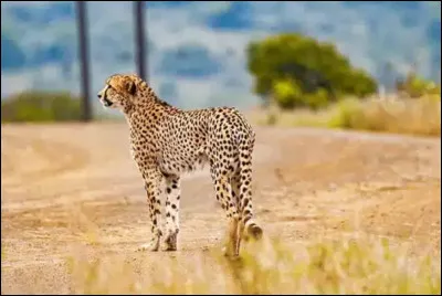 Le guépard est un animal souvent