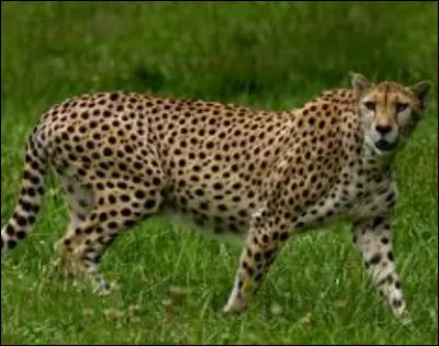 Le guépard est lanimal le plus