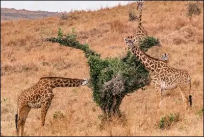 Quelle est la particularité du pelage des girafes Masaï ?
