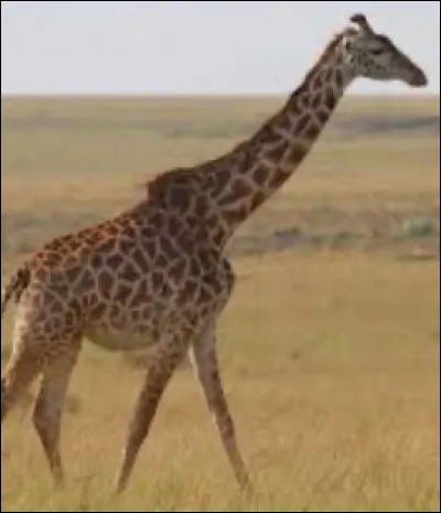Les girafes de Masaï sont braconnées.