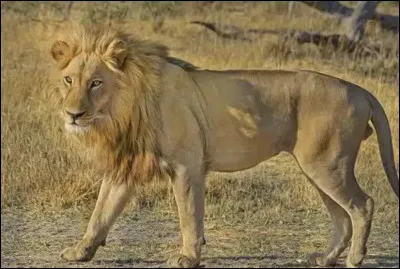 Facile : quel est cet animal ?