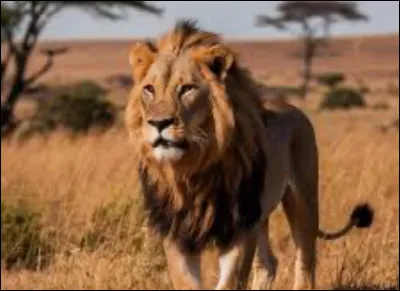 Comment est-il surnommé ?