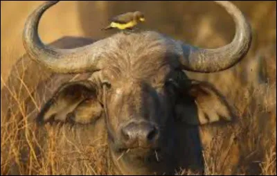 Le buffle est lanimal le plus  des animaux dAfrique.