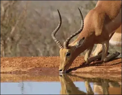 Animal suivant : comment différencie-t-on les impalas mâles des femelles ?