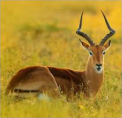 À quelle hauteur un impala peut-il sauter ?