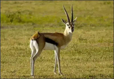 Avec qui les gazelles de Thomson partagent-elles les plaines ?