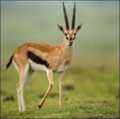 Quelles sont leurs nourritures préférées ?