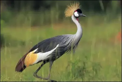 Où vivent les grues royales ?