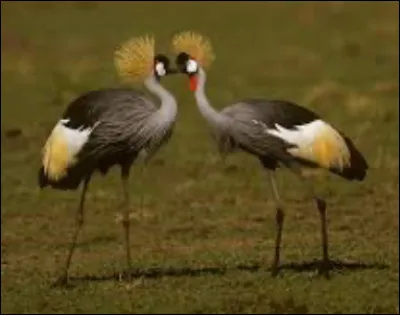 Les grues royales sont en voie de disparition.