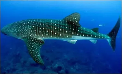 Quel est le meilleur endroit pour observer le requin baleine ?