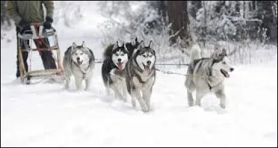 La personne qui conduit un traineau tiré par des chiens est-elle un musher ?