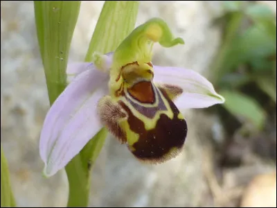 Quelle est cette fleur ?