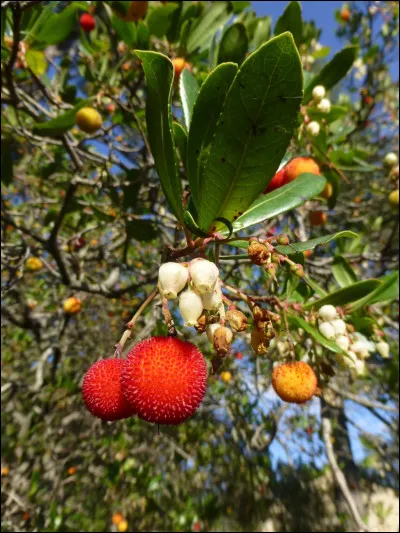 Quelle est cette fleur ?