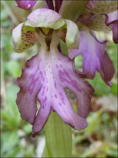 Quelle est cette fleur ?