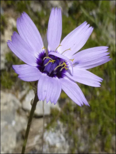 Quelle est cette fleur ?