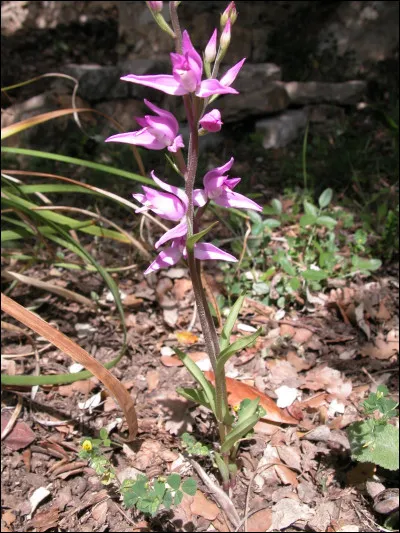 Quelle est cette fleur ?