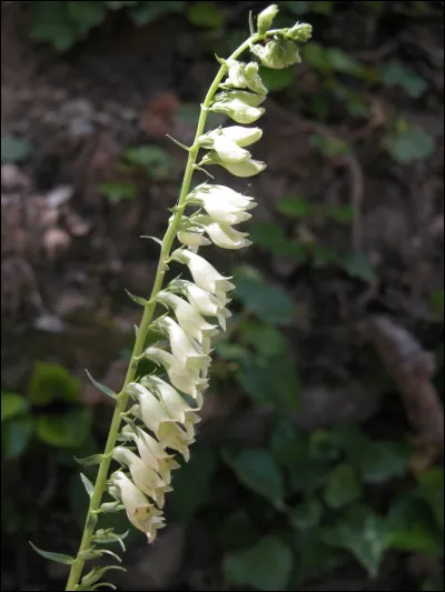 Quelle est cette fleur ?