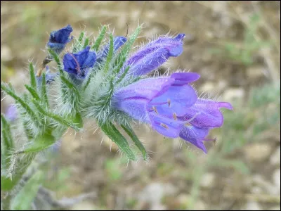 Quelle est cette fleur ?
