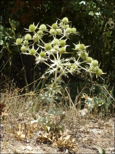Quelle est cette fleur ?